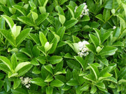 VIBURNUM ODORATISSIMUM
